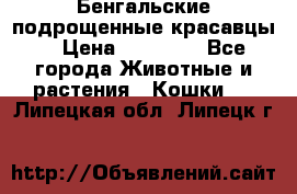 Бенгальские подрощенные красавцы. › Цена ­ 20 000 - Все города Животные и растения » Кошки   . Липецкая обл.,Липецк г.